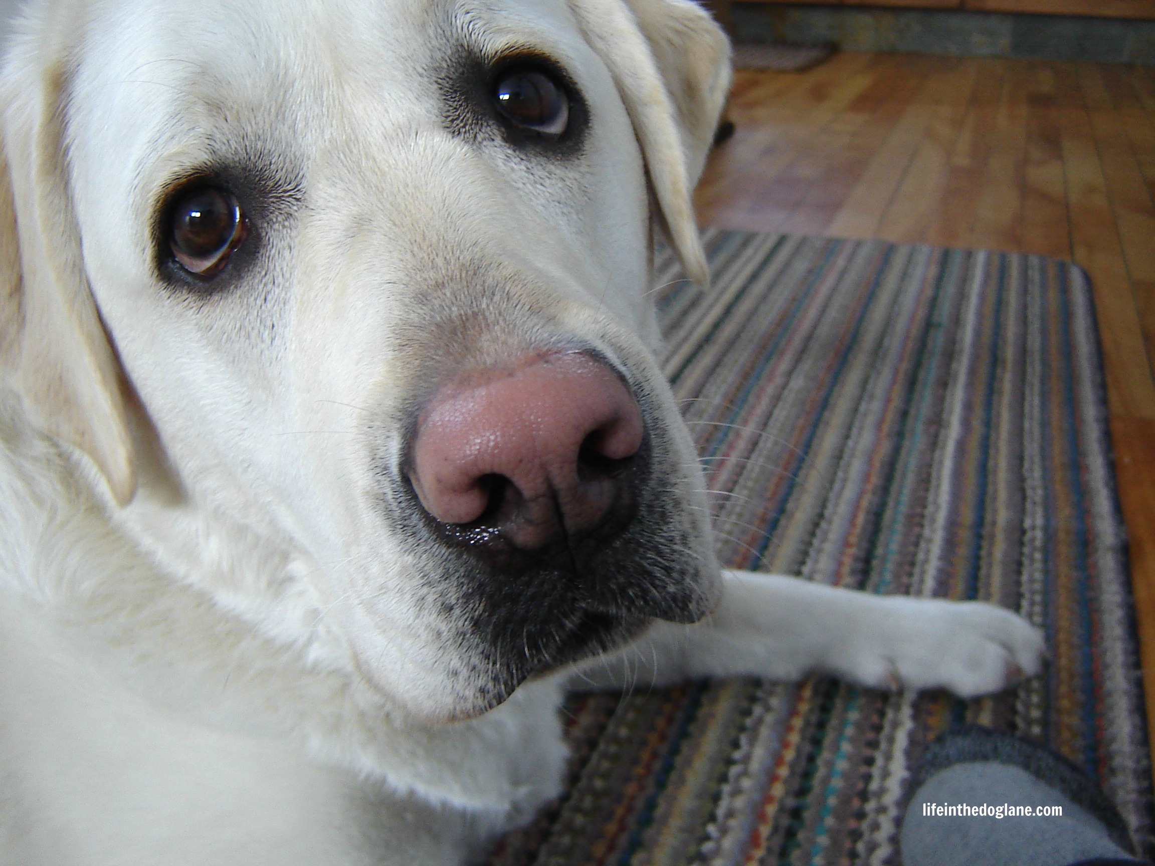 pink nose puppy in the 187 snow nose in dogs pink nose puppy in the 187 snow nose in dogs