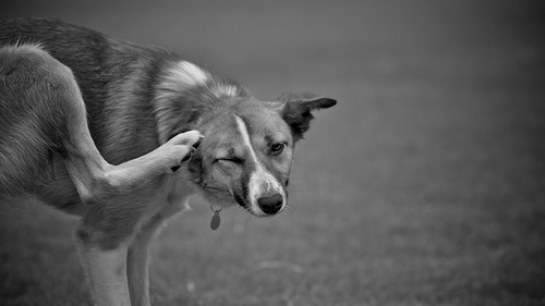 What To Put On Dogs Skin To Stop Itching What To Put On Dogs Skin To Stop Itching