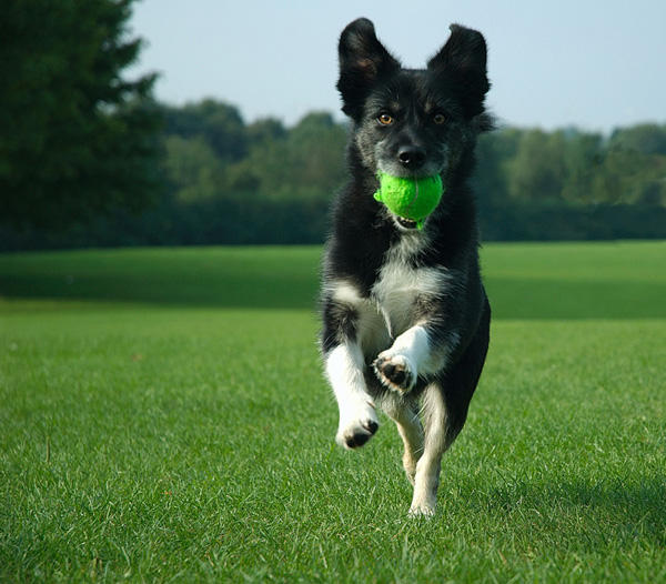 6-Truths-About-And-Tips-For-Working-From-Home-When-You're-A-Dog-Owner-3
