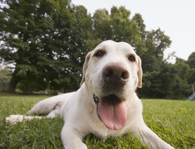6-Truths-About-And-Tips-For-Working-From-Home-When-You're-A-Dog-Owner-4