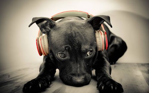 6-Truths-About-And-Tips-For-Working-From-Home-When-You're-A-Dog-Owner-5