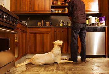 6-Truths-About-And-Tips-For-Working-From-Home-When-You're-A-Dog-Owner-6