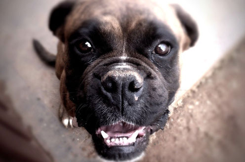 6-Truths-About-And-Tips-For-Working-From-Home-When-You're-A-Dog-Owner-7