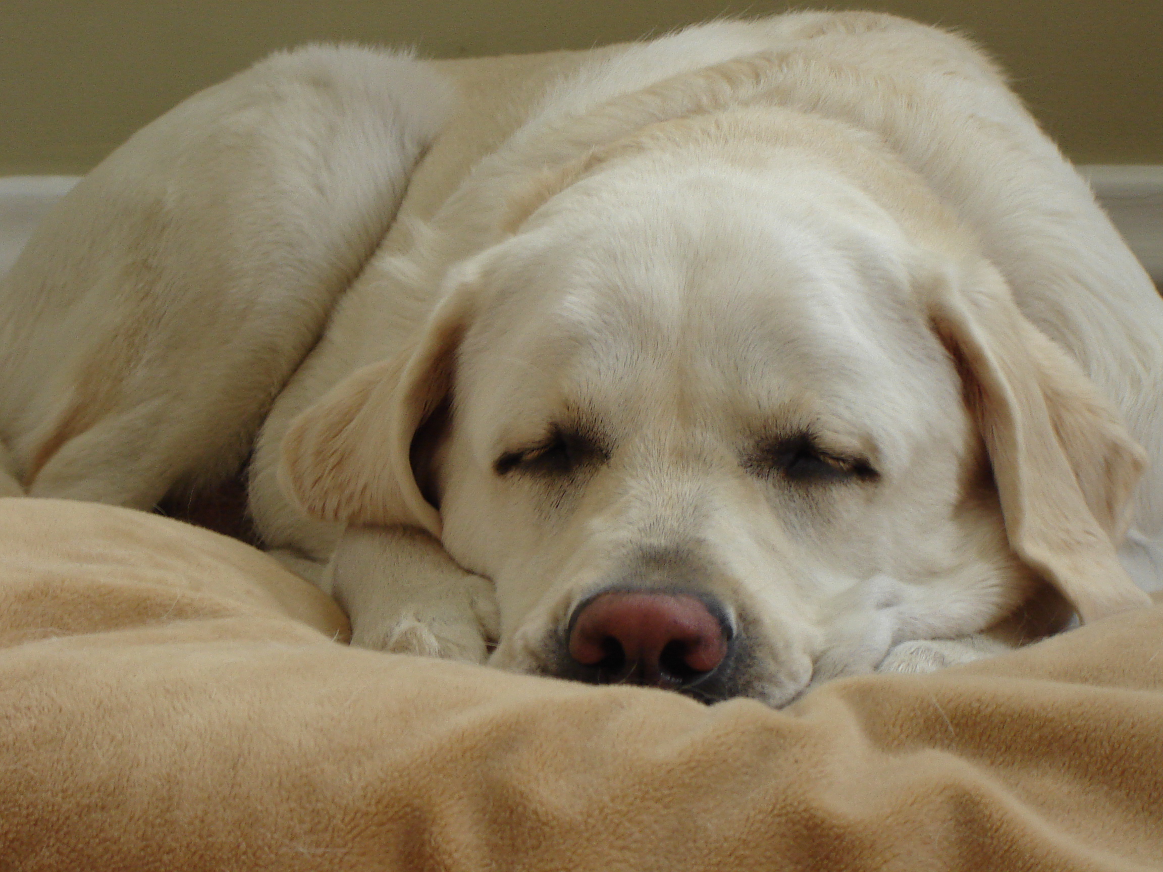 Anatomy Of A Dog Nap
