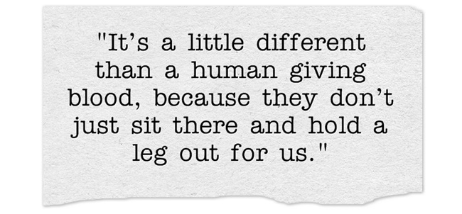 Did You Know That Dogs Can Give Blood Too? quote3
