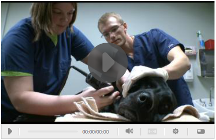 Did You Know That Dogs Can Give Blood Too?