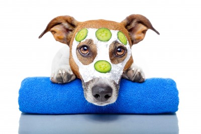dog-facial