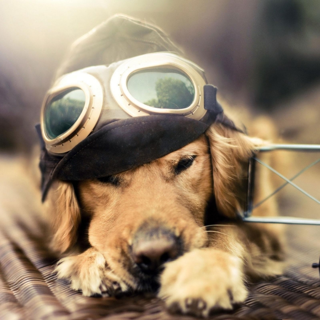 dog_pilot_plane_sunglasses_hat_44848_1024x1024