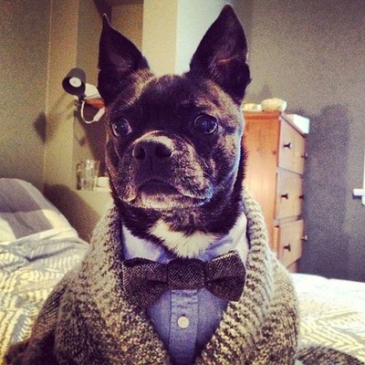 Dogs-in-clothes