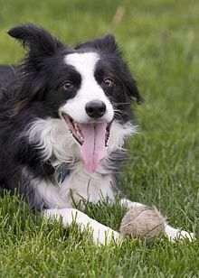 en.wikipedia.org:wiki:Border_Collie