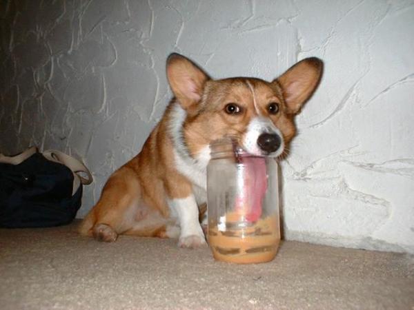 Letting-The-Good-Times-Roll-The-Good-Times-Jar-Project-Dog-Peanut-Butter-Jar