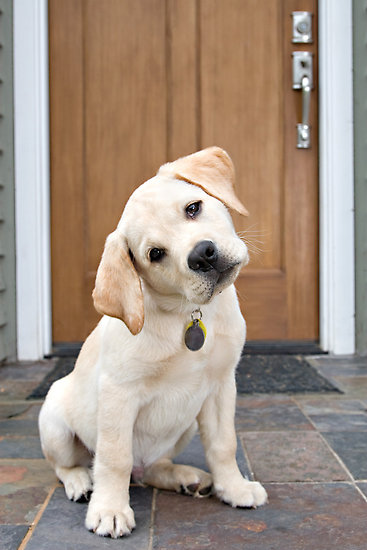 Puppy head tilt