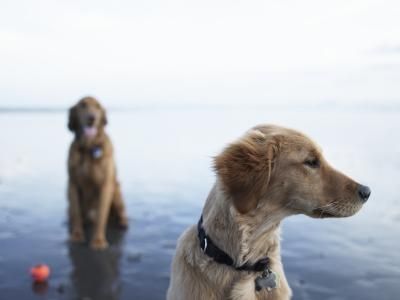 Why-Dogs-Are-Not-Gifts