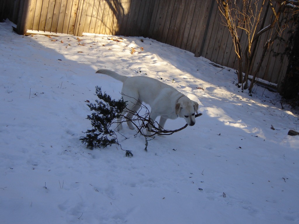 Juno Unhinged