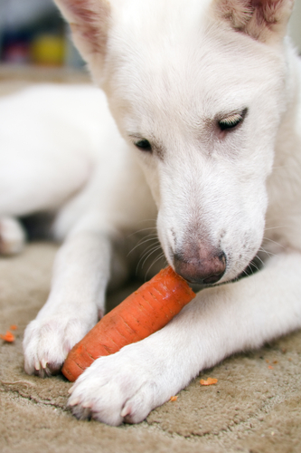 Natural Ways To Freshen Your Dog's Breath