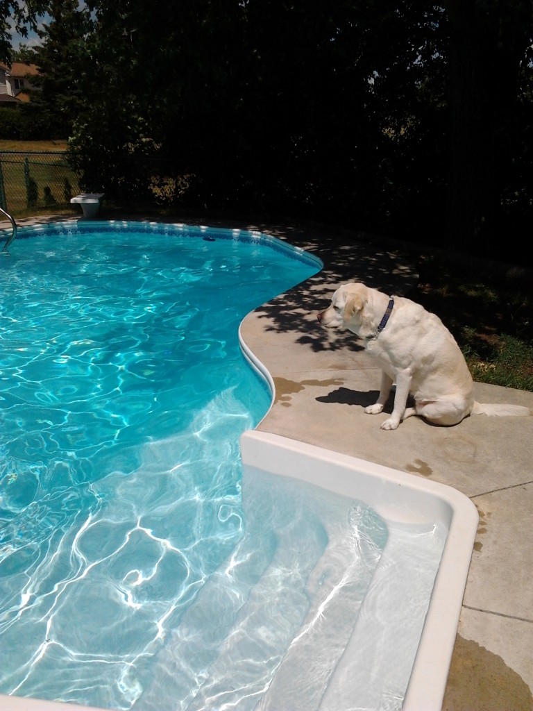 Swimmer's Tail In Dogs - Juno