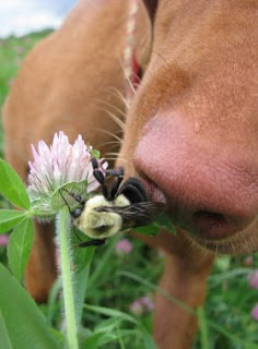dog sniffing bee