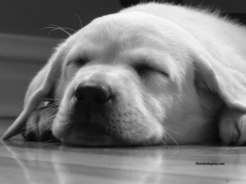 5 Easy Ways To Get Great Photographs Of Your Dog