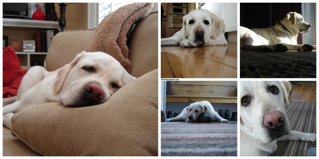5 Easy Ways To Get Great Photographs Of Your Dog - Get On The Floor