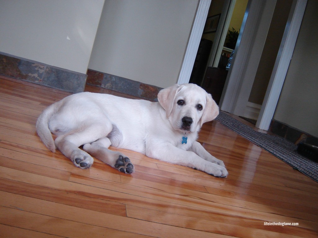 Snow Nose In Dogs - As A Puppy