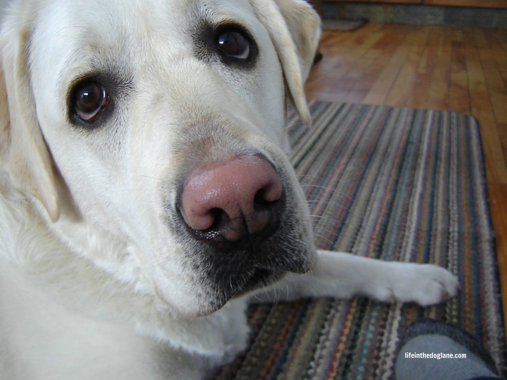 Snow Nose In Dogs - Solid Pink