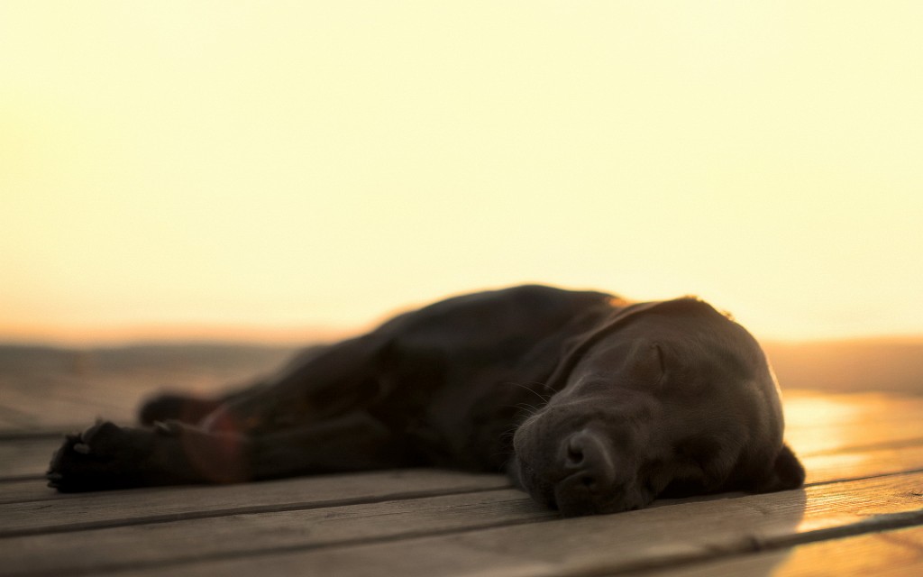 When Dogs Snore
