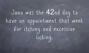 Ragweed Allergy - Pretty Common In Dogs