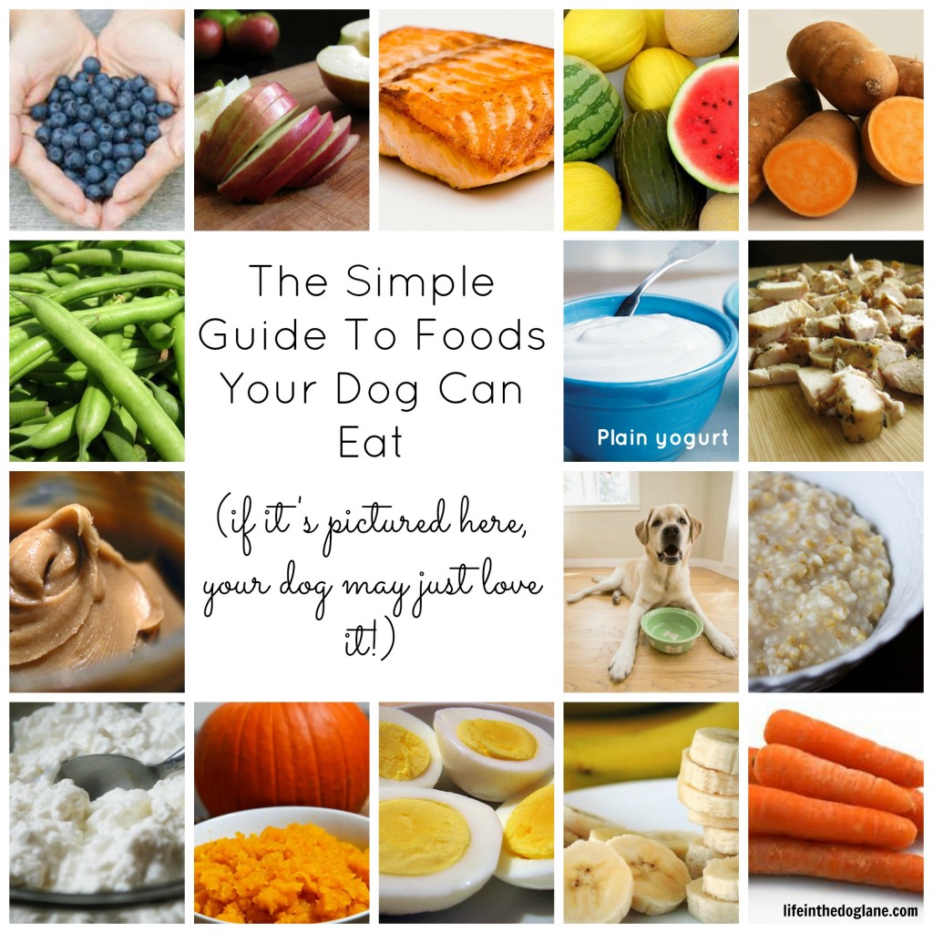 The Simple Guide To Foods Your Dog Can Eat