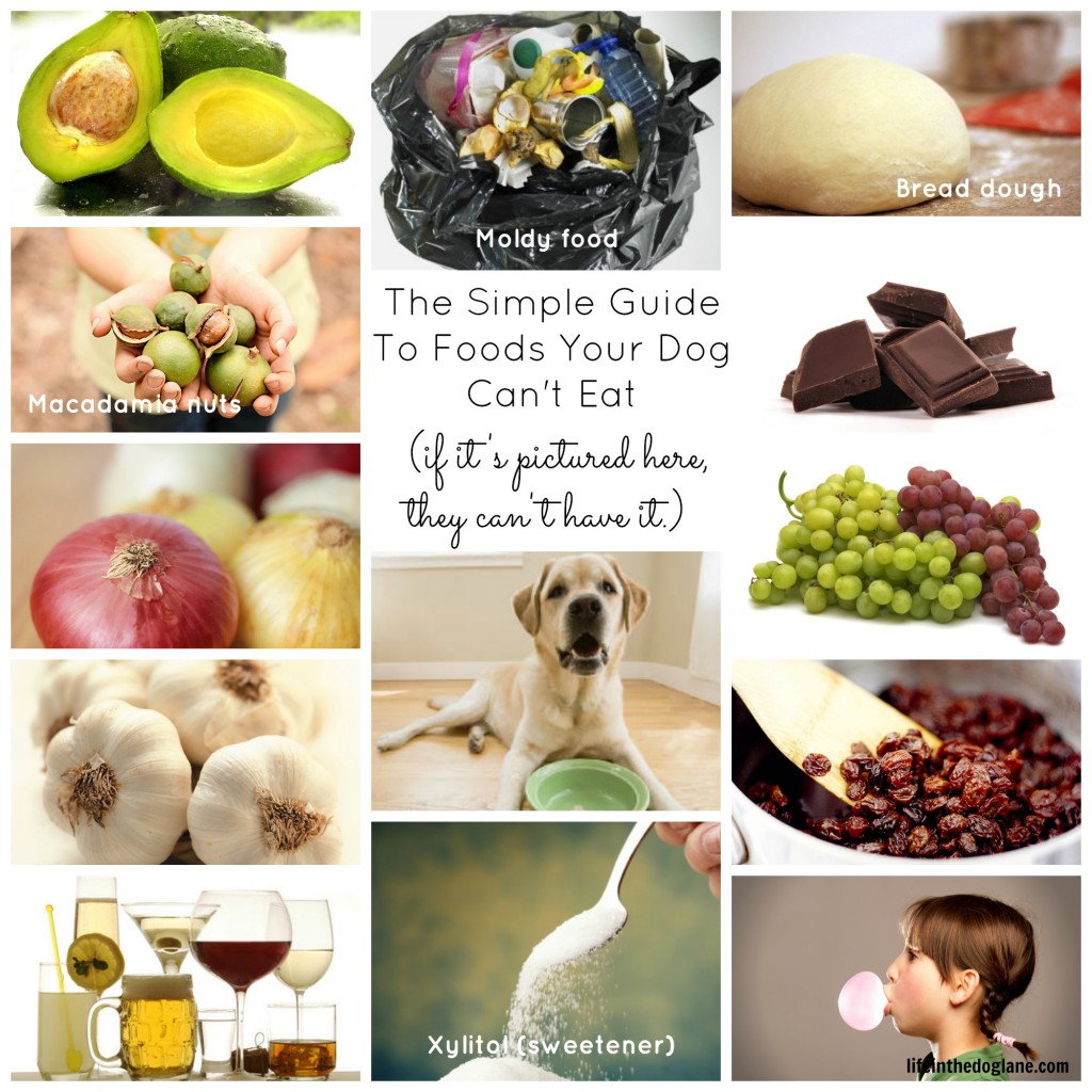 The Simple Guide To Foods Your Dog Can't Eat