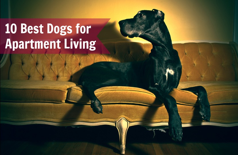 10 Best Dogs for Apartment Living