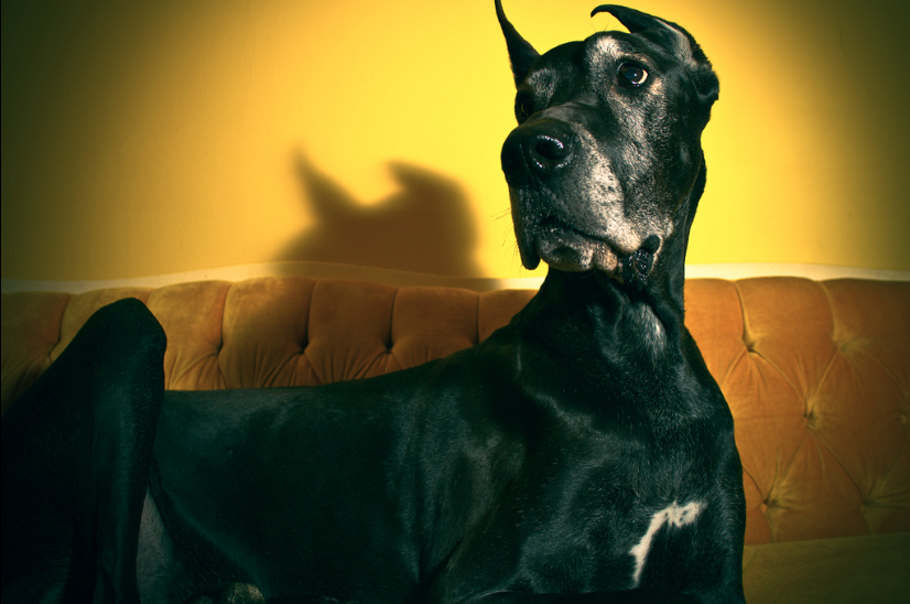 10 Best Dogs for Apartment Living - Great Dane