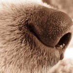 dog-nose