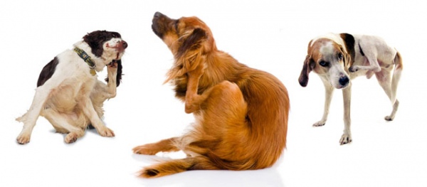 03-3dogs-scratching-640x280-opt