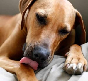 What-to-Do-When-Your-Dog-Won’t-Stop-Licking-His-Paws