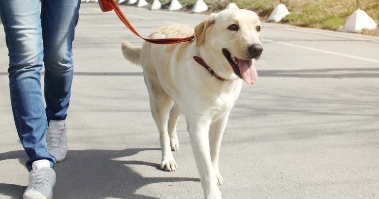 Owner And Labrador Retriever Dog Walking In The City