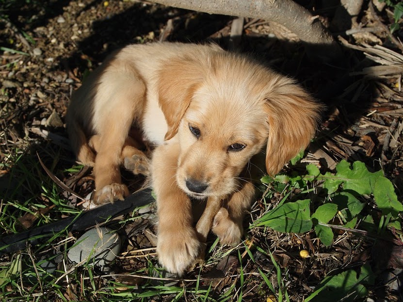puppy-chewing-rawhide