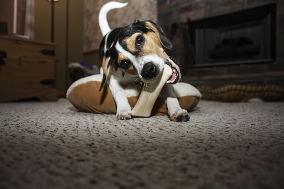 puppy-chewing-rawhide2
